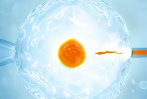 2024年赠卵试管婴儿的费用清单